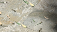 Ceramiche Mariner X Stone Kőhatású járólap